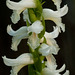 Spiranthes odorata (Fragrant Ladies'-tresses)