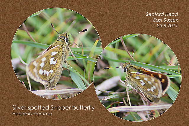 Silver-spotted Skipper - Seaford Head - 23.8.2011