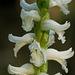 Spiranthes odorata (Fragrant Ladies'-tresses)