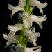 Spiranthes odorata (Fragrant Ladies'-tresses)