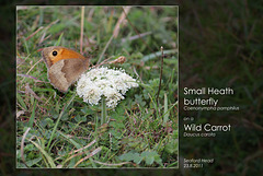 Small Heath on Wild Carrot - Seaford Head - 23.8.2011