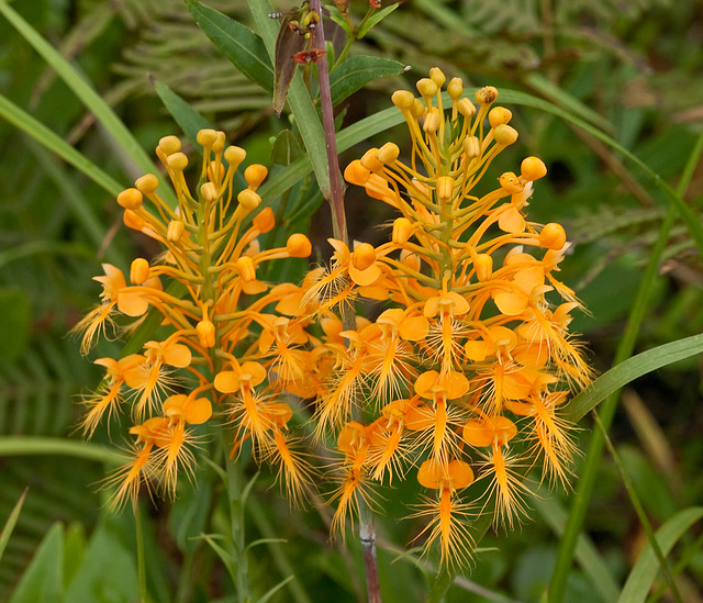 Platanthera ciliaris (Yellow fringed orchid)