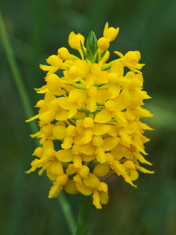 Gymnadeniopsis integra (Yellow fringless orchid)