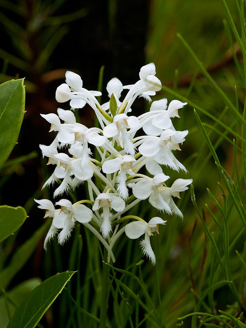 Platanthera conspicua (Southern white fringed orchid)