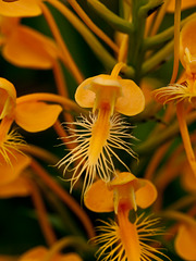 Platanthera ciliaris (Yellow fringed orchid) closeup