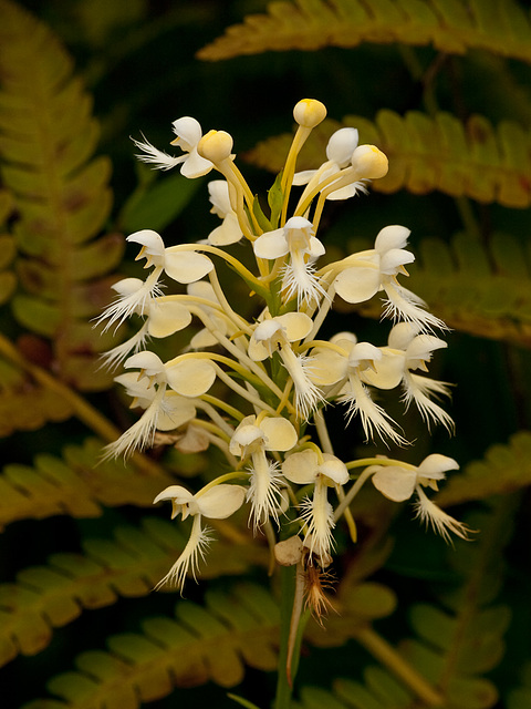 Platanthera xlueri (hybrid fringed orchid)