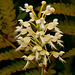 Platanthera xlueri (hybrid fringed orchid)