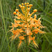 Platanthera ciliaris (Yellow fringed orchid)
