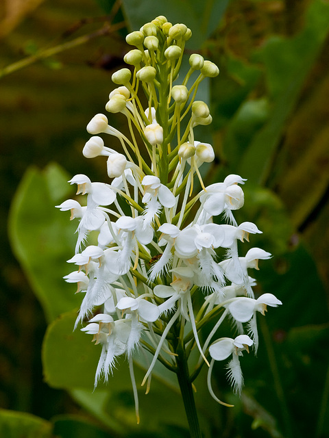 Platanthera conspicua (Southern white fringed orchid)