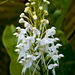 Platanthera conspicua (Southern white fringed orchid)