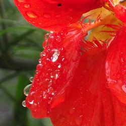 Clear drops on the flower