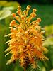 Platanthera ciliaris (yellow fringed orchid)