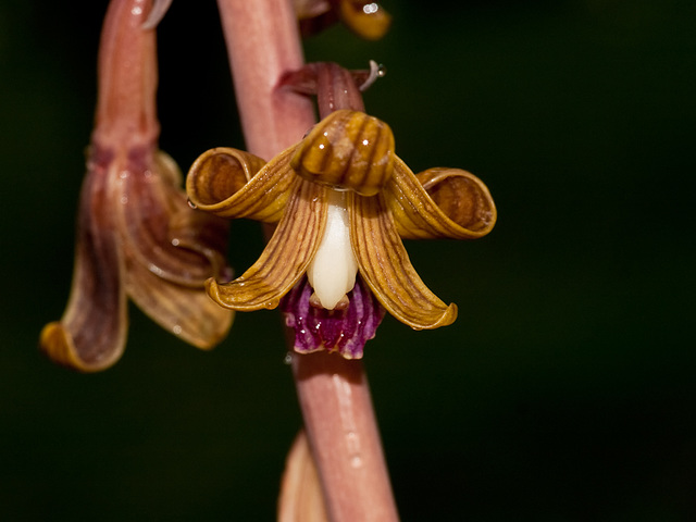 Hexalectris spicata (Crested coralroot orchid)