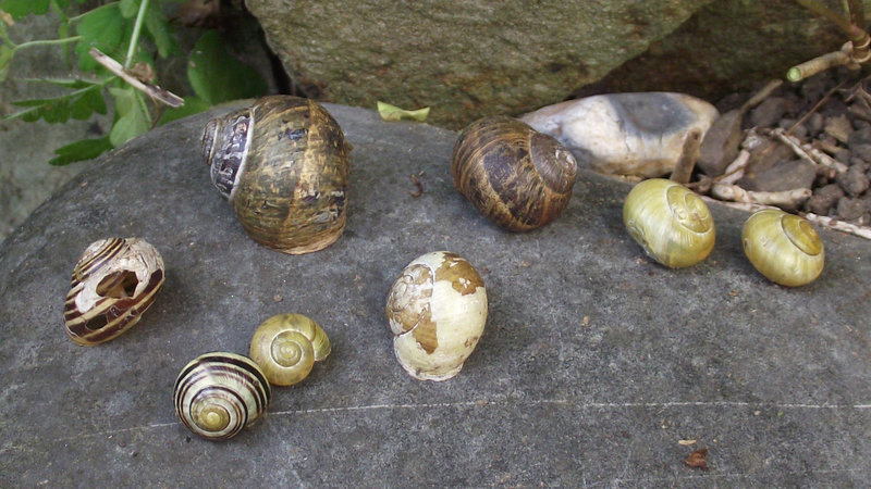 8 snails