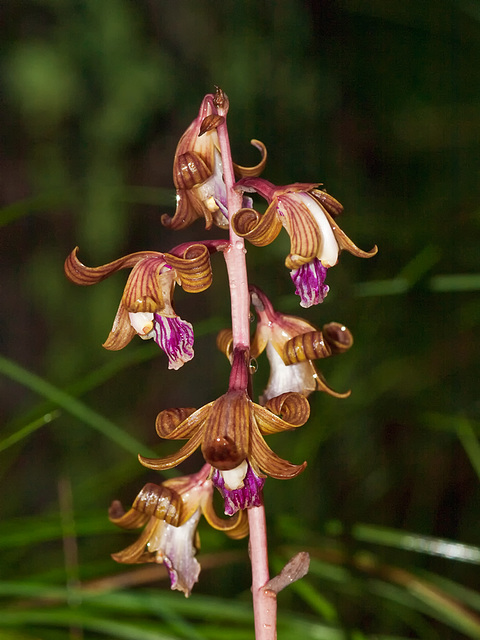 Hexalectris spicata (Crested coralroot orchid)