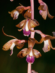 Hexalectris spicata (Crested coralroot orchid)