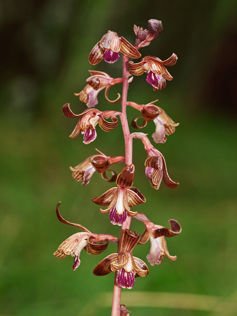 Hexalectris spicata (Crested coralroot orchid)