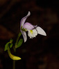 Triphora trianthophora (Three-birds orchid)