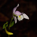 Triphora trianthophora (Three-birds orchid)