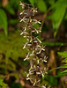 Tipularia discolor (Crane-fly orchid)