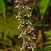 Tipularia discolor (Crane-fly orchid)