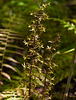 Tipularia discolor (Crane-fly orchid)