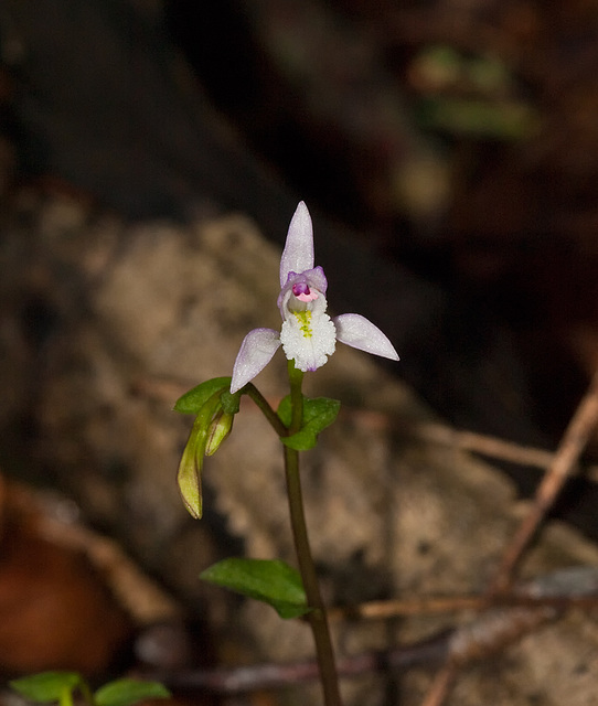 Triphora trianthophora (Three-birds orchid)