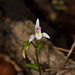 Triphora trianthophora (Three-birds orchid)