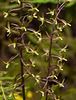 Tipularia discolor (Crane-fly orchid)