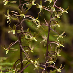 Tipularia discolor (Crane-fly orchid) Tipularia discolor (Crane-fly orchid)