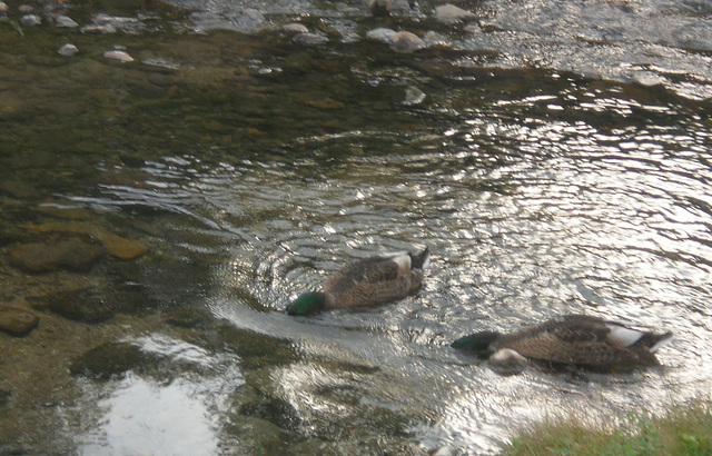 dinner below