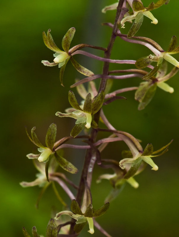 Tipularia discolor (Crane-fly orchid)