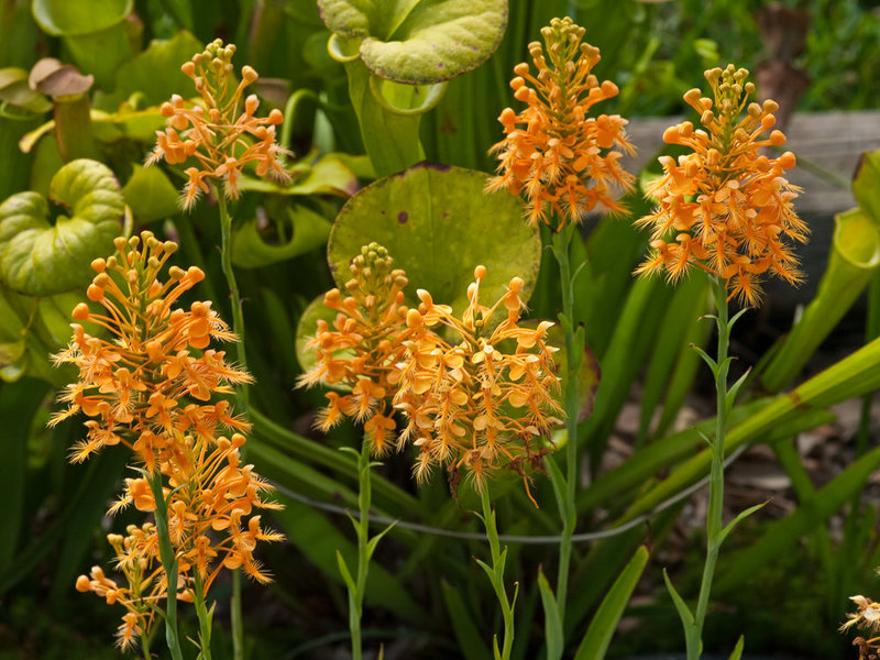 Platanthera ciliaris (yellow fringed orchid)