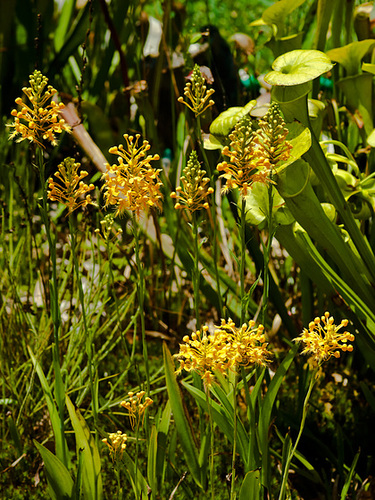 Platanthera ciliaris (yellow fringed orchid)