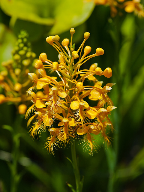 Platanthera ciliaris (yellow fringed orchid)