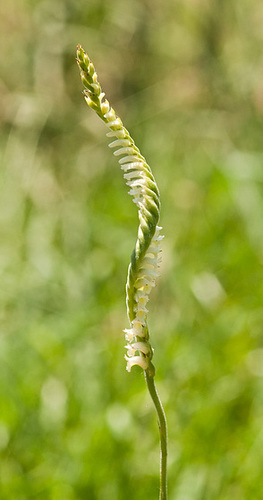 Spiranthes laciniata (lace-lipped ladies'-tresses orchid)
