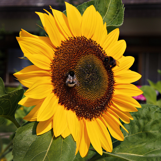 Sonnenblume mit Gästen ~