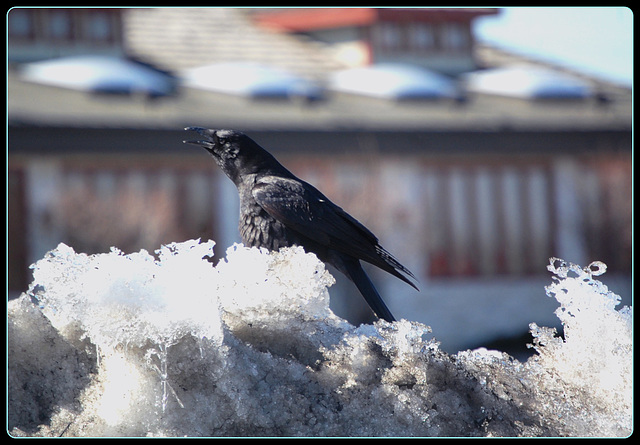 Singer on the ice