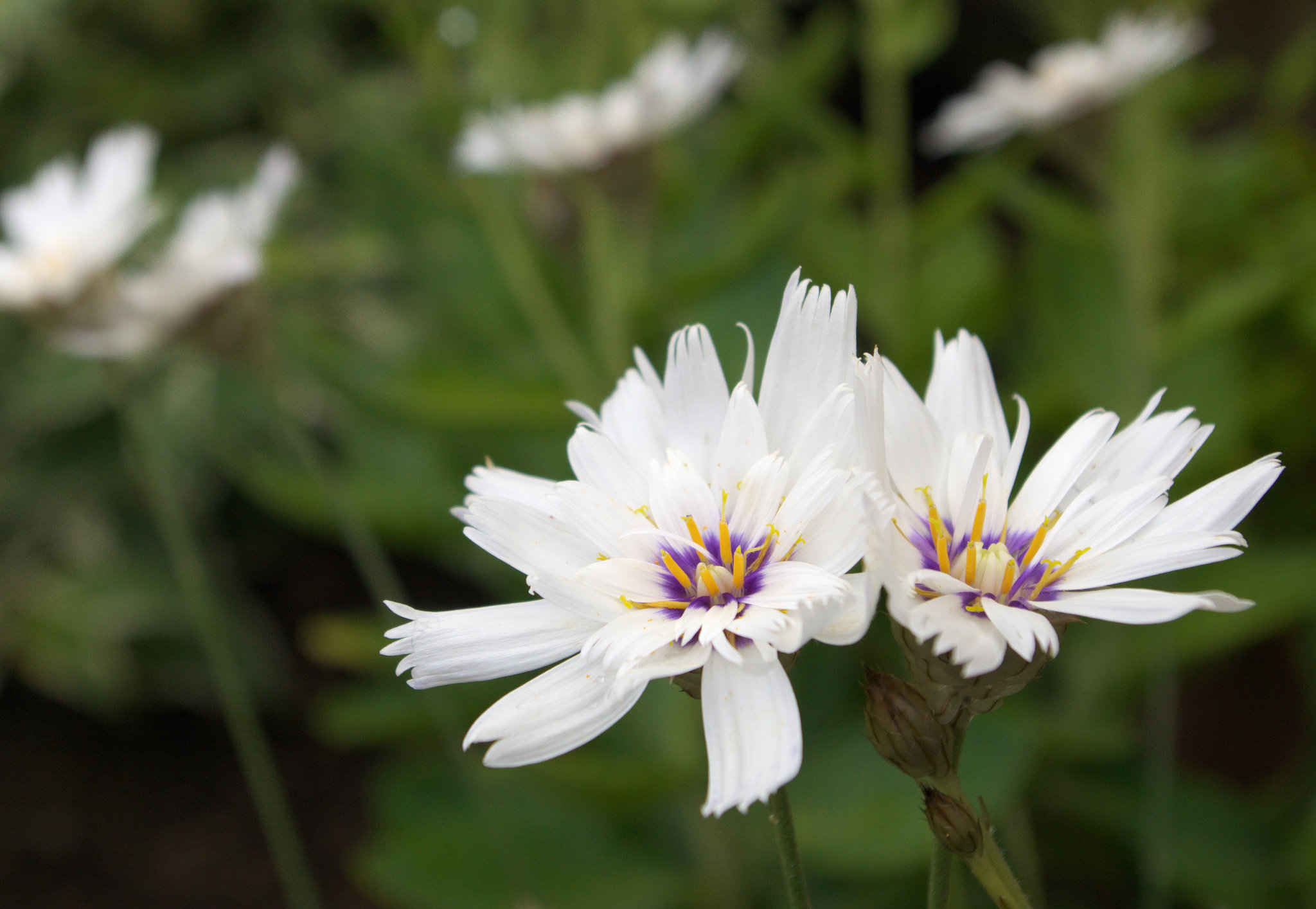 Catananche