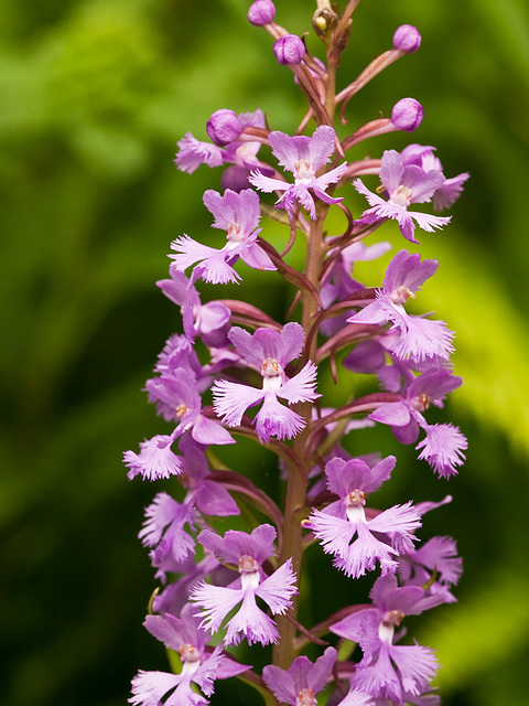 Platanthera psycodes (small purple fringed orchid)