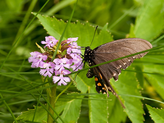 Platanthera psycodes (small purple fringed orchid) with spice bush swallowtail