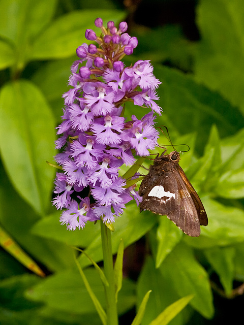 Platanthera psycodes (small purple fringed orchid) with a skipper