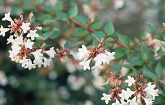 Abelia