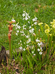 Calopogon tuberosus orchids (white form)