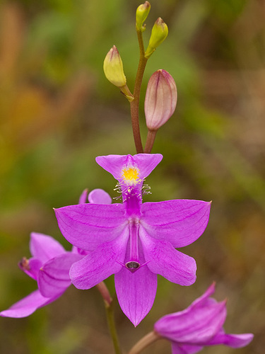 Calopogon tuberosus (Common Grass-pink orchid)