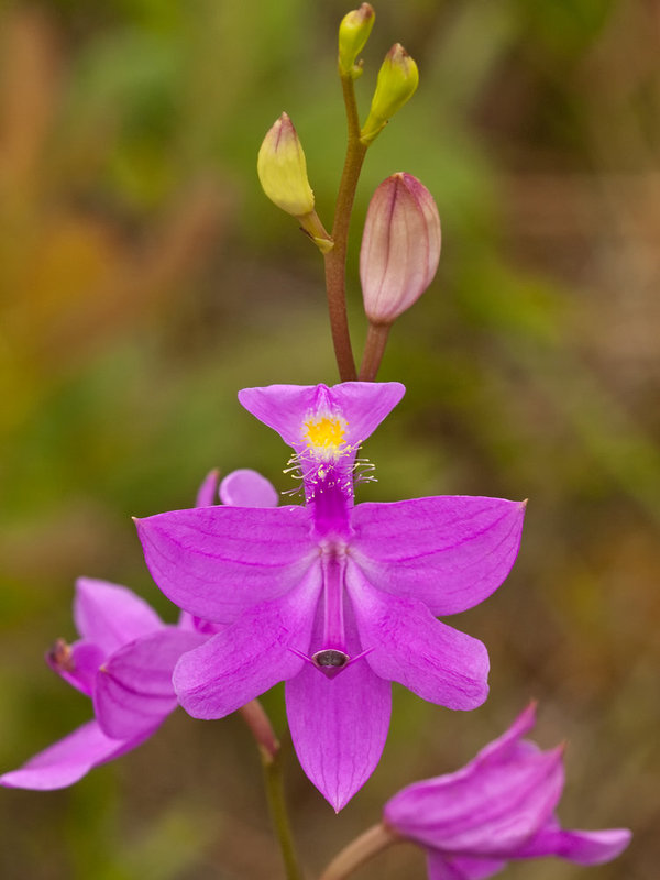 Calopogon tuberosus (Common Grass-pink orchid)