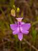 Calopogon tuberosus (Common Grass-pink orchid)