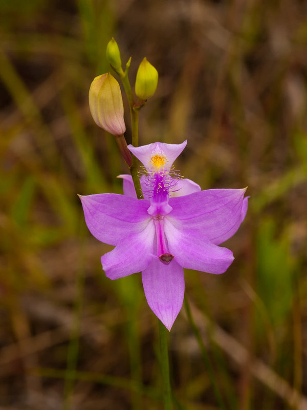 Calopogon tuberosus (Common Grass-pink orchid)