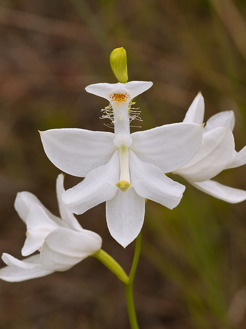 Calopogon tuberosus (Common Grass-pink orchid) white form