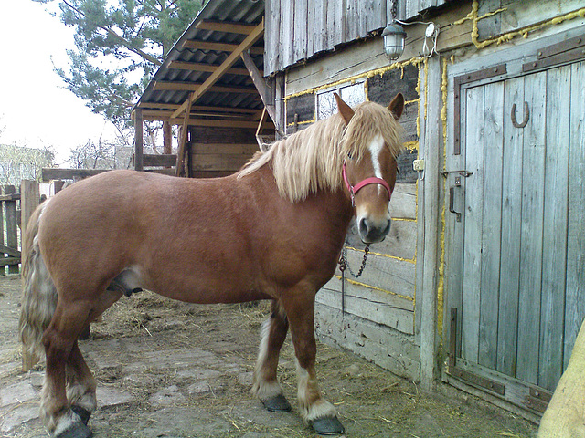 Arimantas horse